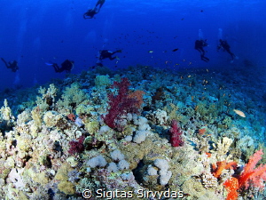 Diving in Elphinstone reef by Sigitas Sirvydas 